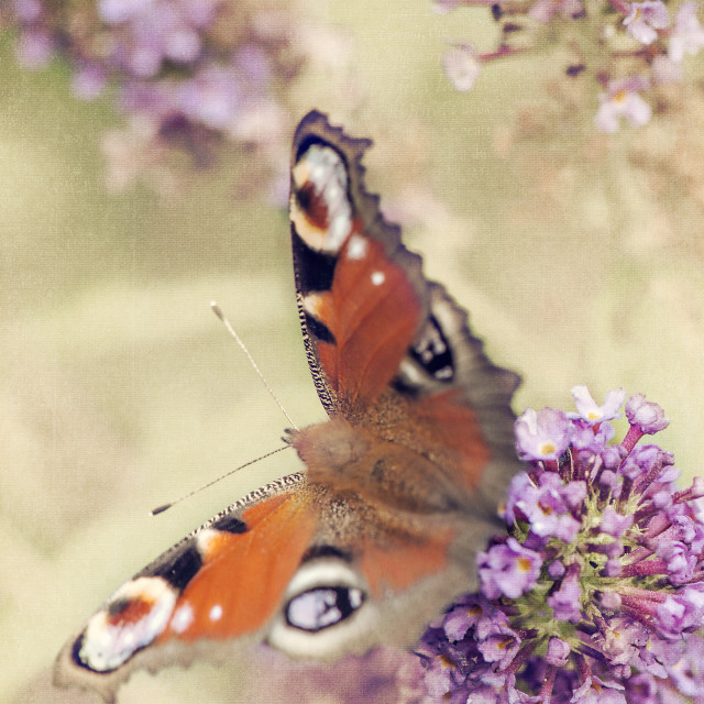 "Peacock butterfly" stock image
