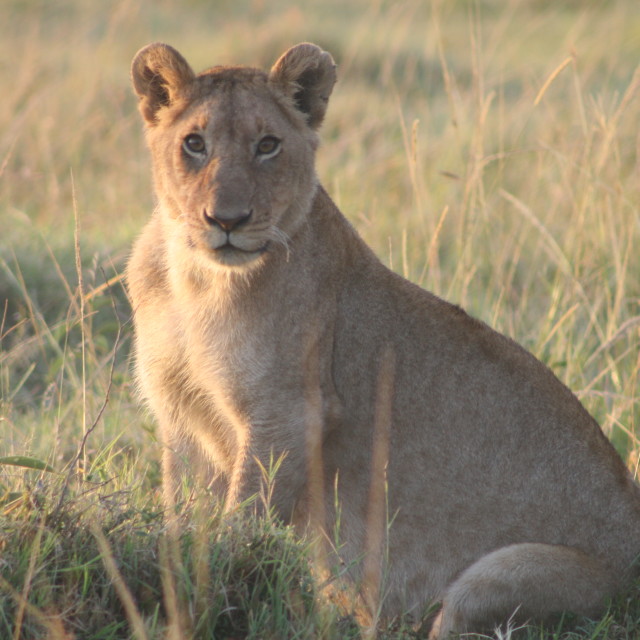 "Lioness at sunrise" stock image