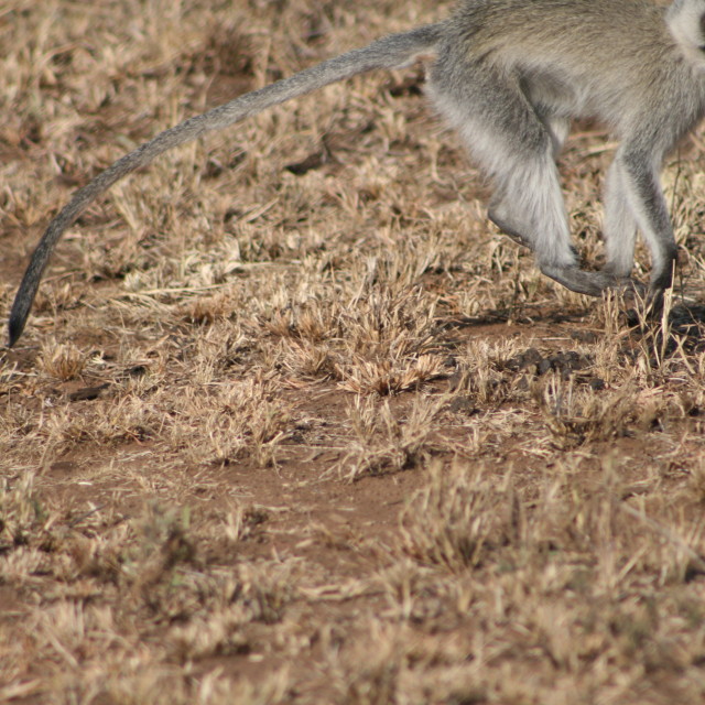 "Monkey business" stock image