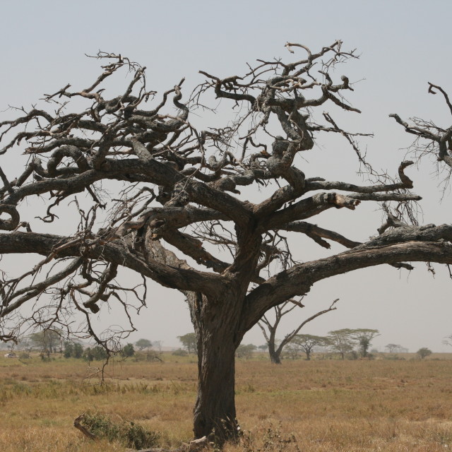 "Gnarled" stock image