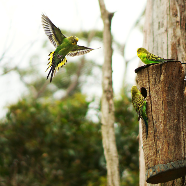"Returning home parrots" stock image