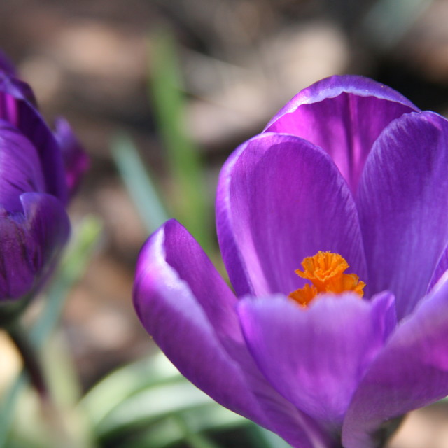 "Spring time" stock image