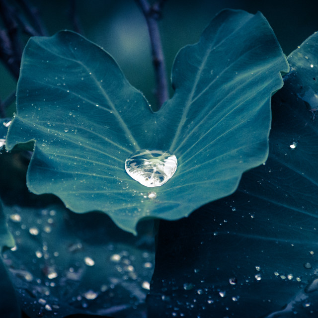 "Drop & the droplets" stock image