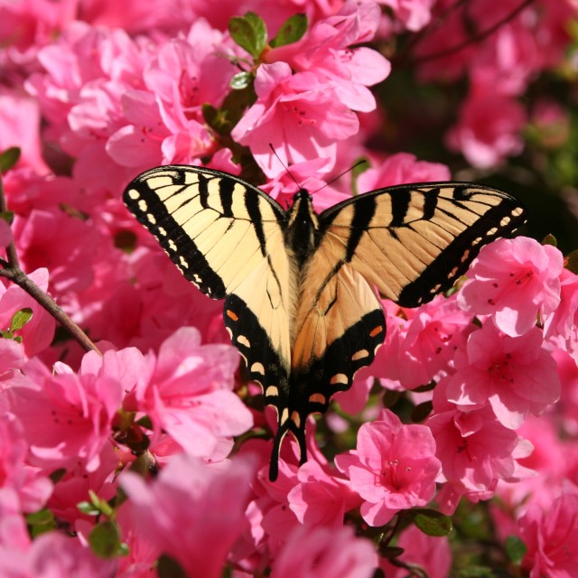 "Butterfly on azaleas" stock image