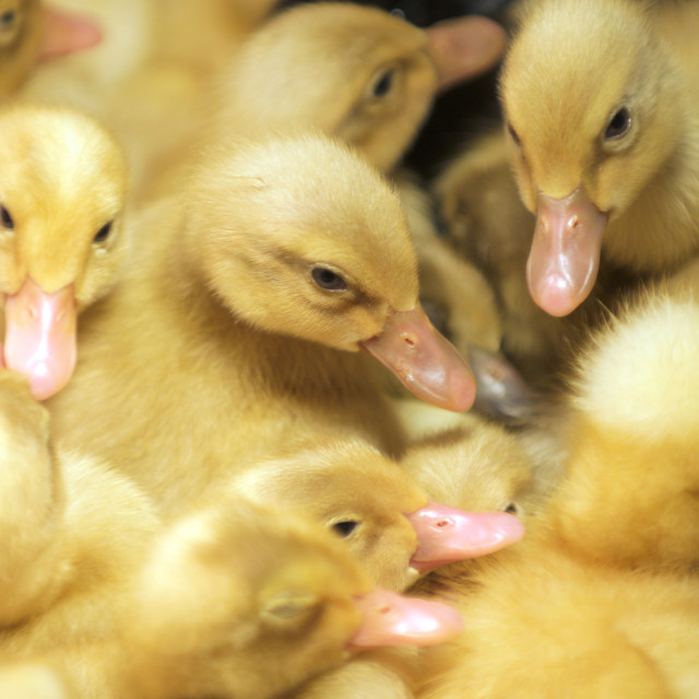 "pile of yellow ducklings" stock image
