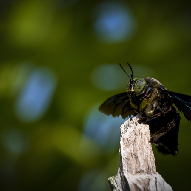 "Macro Photograph of a Great Carpenter Bee" stock image