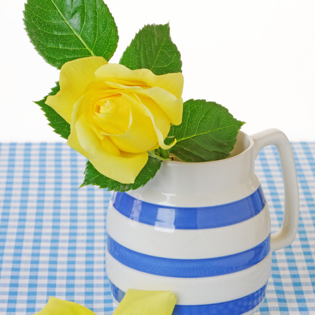 "Yellow Rose in a Jug" stock image