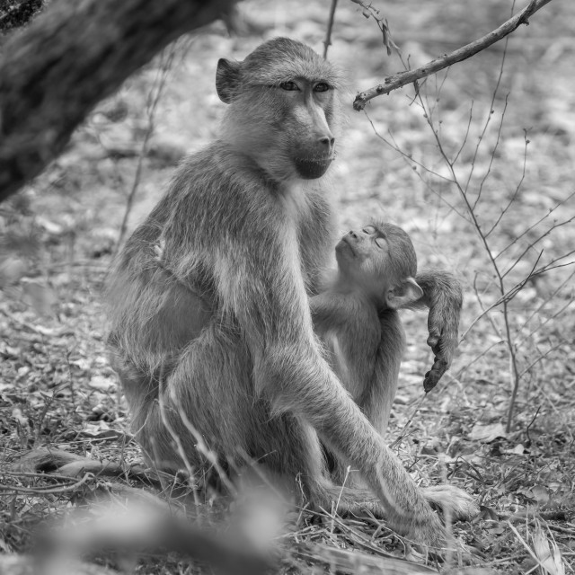 "Adult and Child Baboon in Africa" stock image
