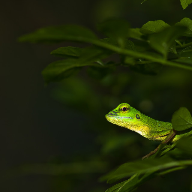 "Asian Water Dragon" stock image