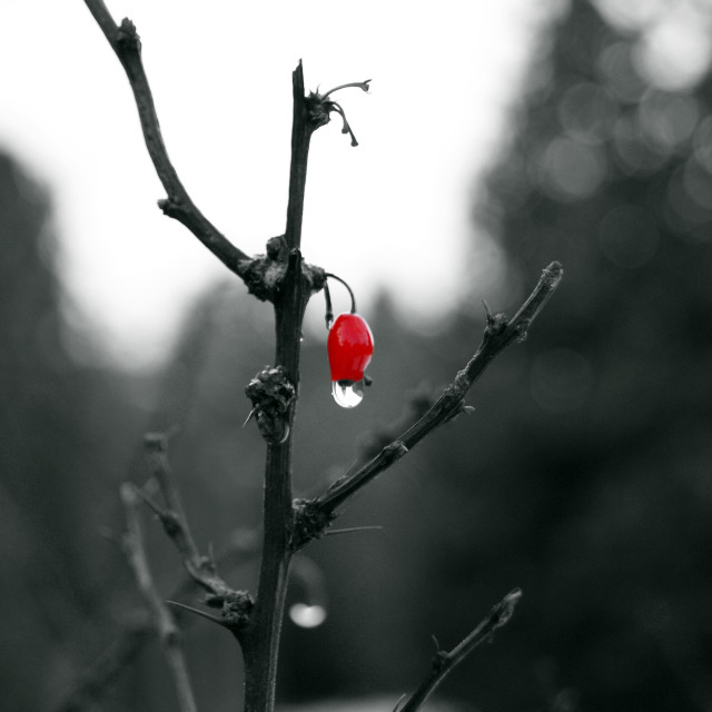 "Winter Berry" stock image