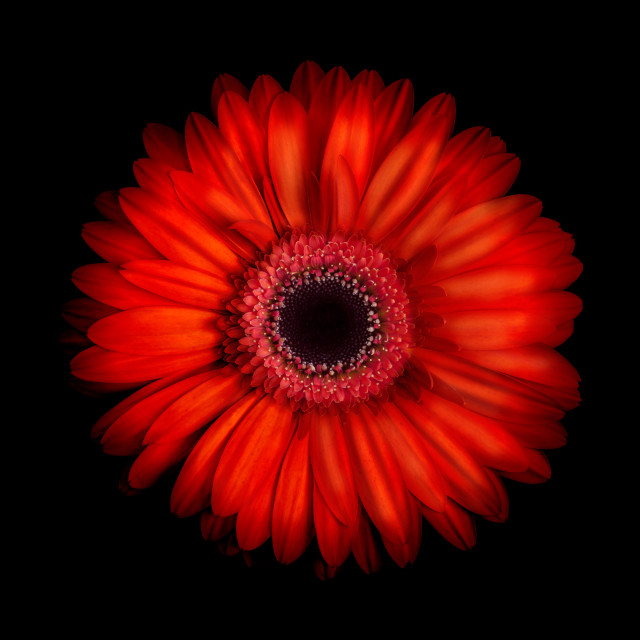 "Gerbera Daisy on Black Background" stock image