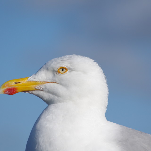 "The eye" stock image