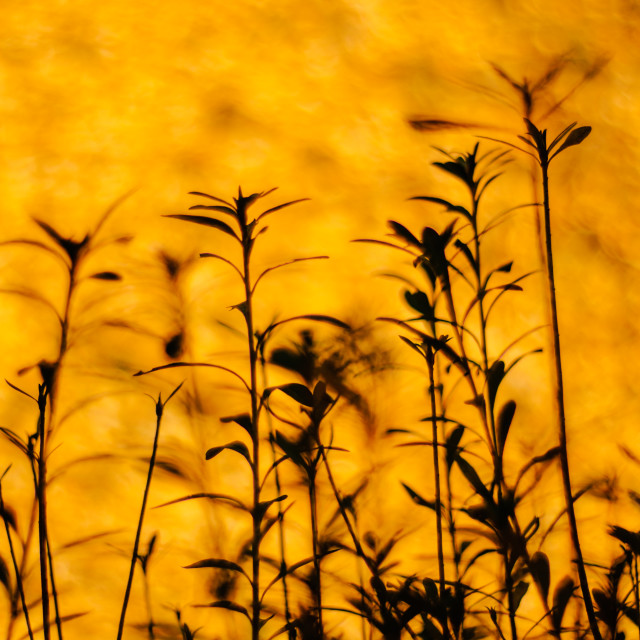 "Yellow background with tree silhouette" stock image