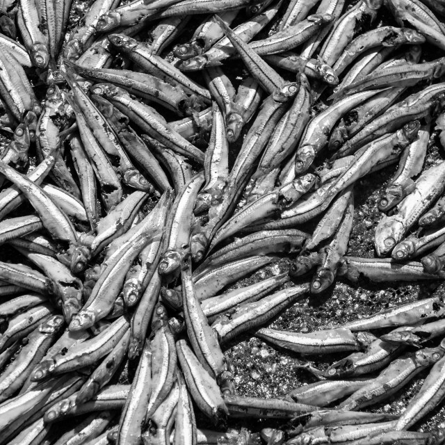 "Drying fish, Mui Ne" stock image