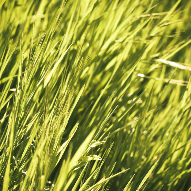 "Grass" stock image