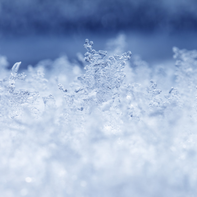 "Frost" stock image