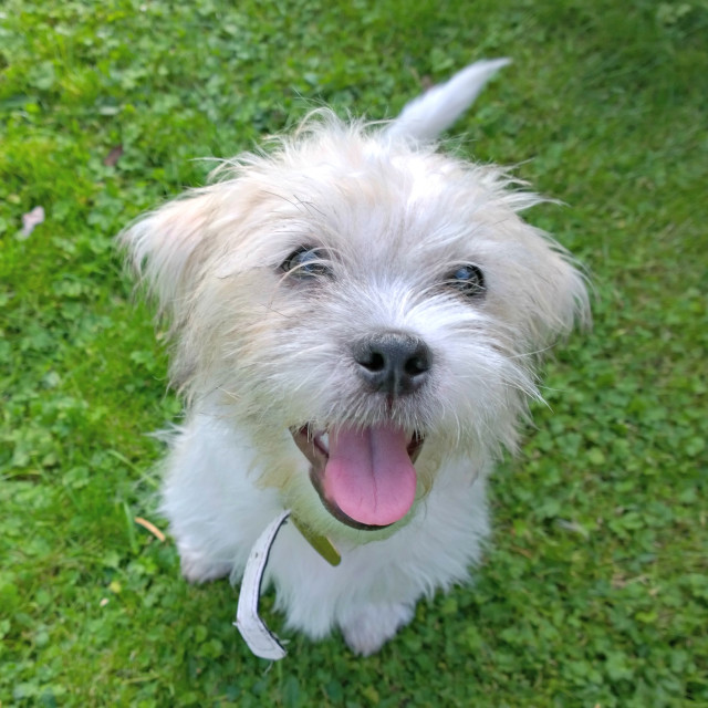 "Happy puppy" stock image