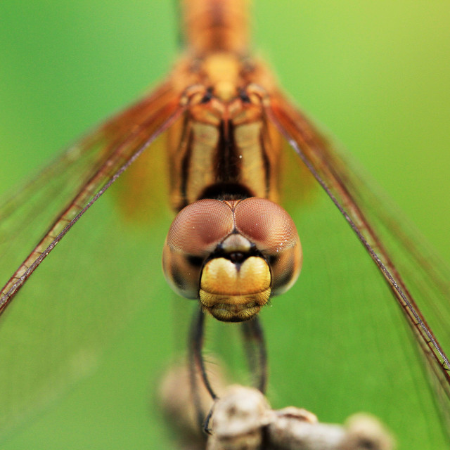 "dragonfly" stock image