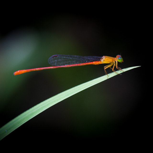 "The Damselfly" stock image