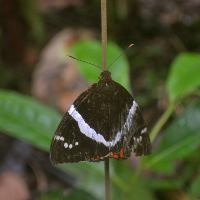 "Butterfly" stock image