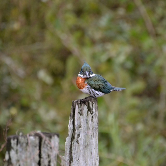 "Kingfisher of the Jungle" stock image