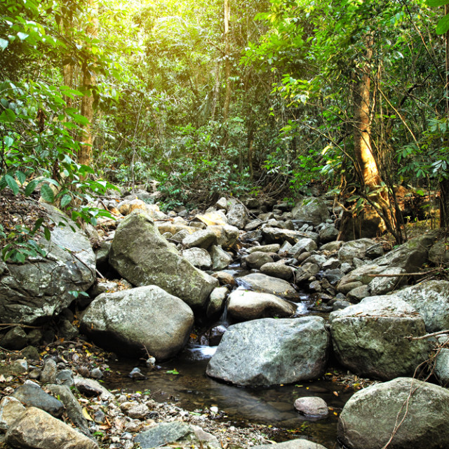 "The Forest" stock image