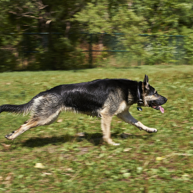 "Dog running" stock image