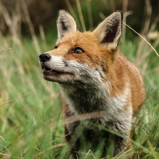 "Red Fox" stock image