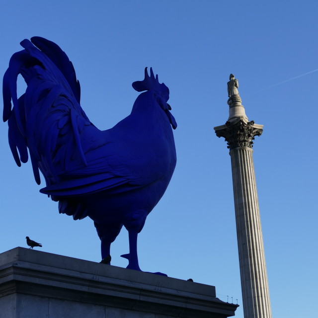 "Blue Rooster and Nelson's Column" stock image