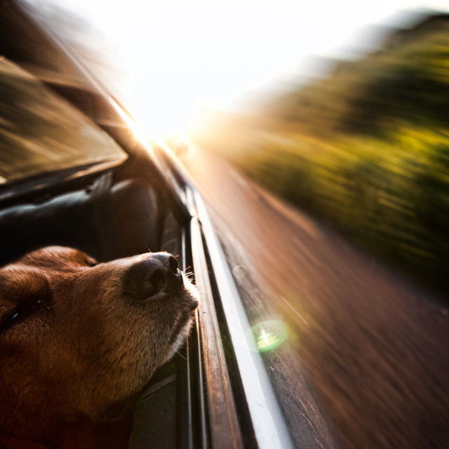 "Speeding sleeping Sophie." stock image