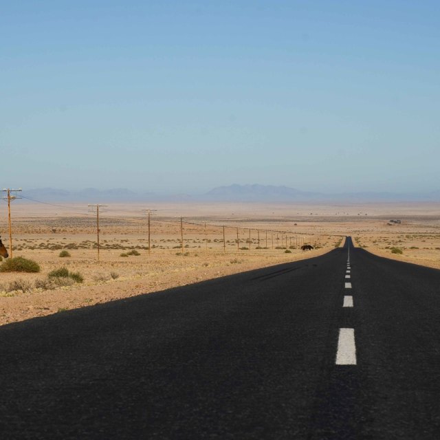 "Horse: "No zebra crossing."" stock image