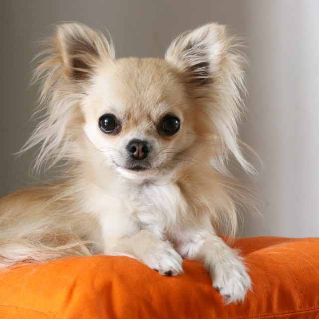 Beautiful chihuahua dog - License, download or print for £ | Photos | Picfair Beautiful chihuahua dog - License, download or print for £ | Photos | Picfair