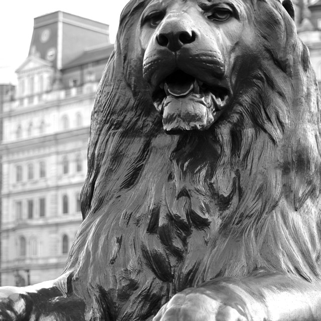 "Trafalgar Square Lion" stock image