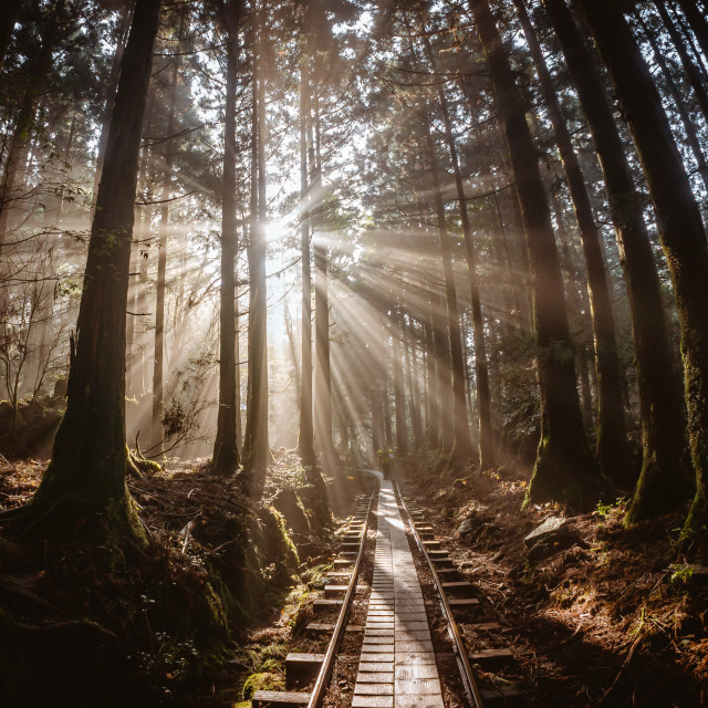 "Forest Sun Rays in Japan" stock image