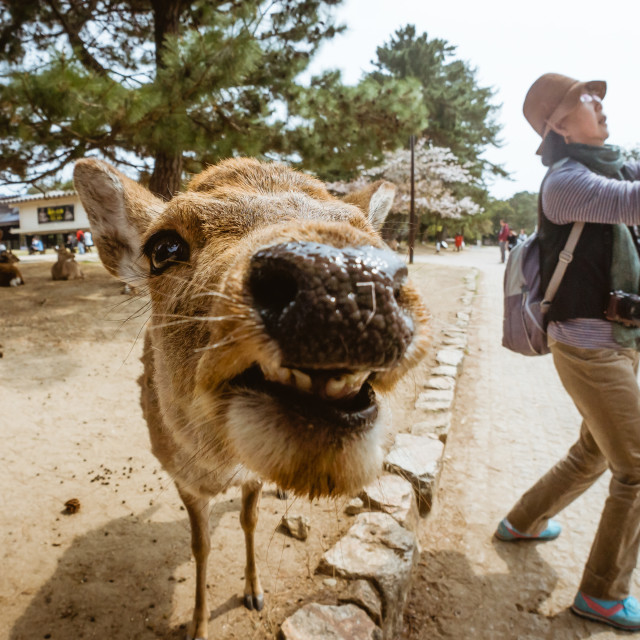 "Deer & Japanese Woman" stock image