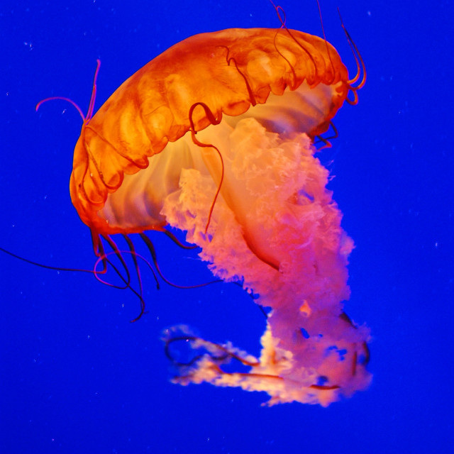 "Jelly fish" stock image