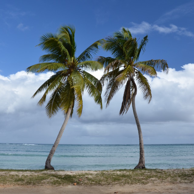 "Two Palms" stock image