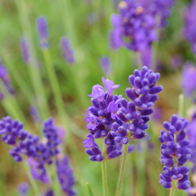 "Lavender." stock image