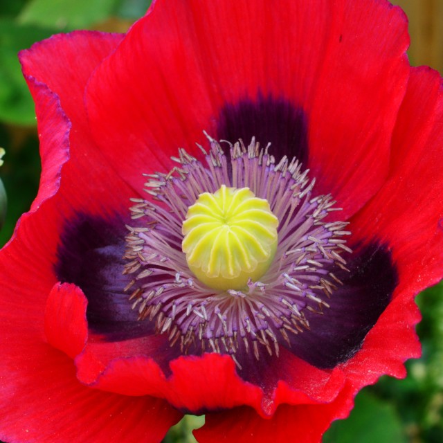 "Opium Poppy (Papaver somniferum)." stock image