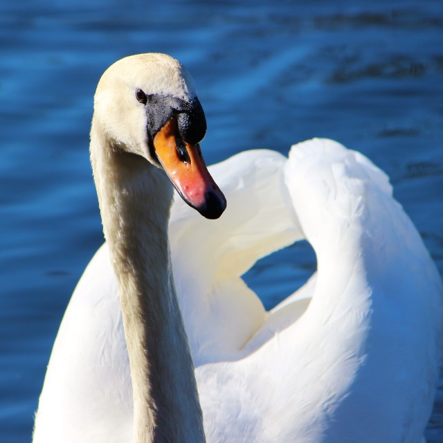 "Mute Swan (Cygnus olor)." stock image