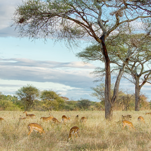 "Herd of Gazelles, Tarangire National Park, Tanzania, Africa" stock image