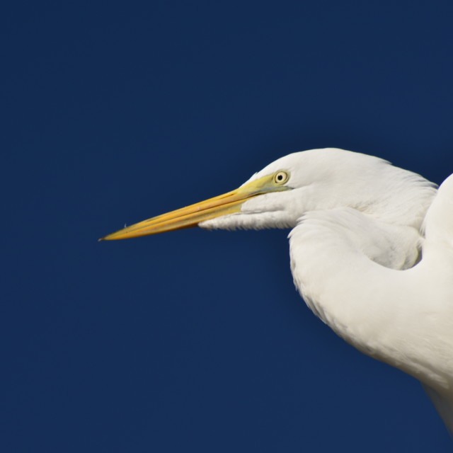 "Egret" stock image