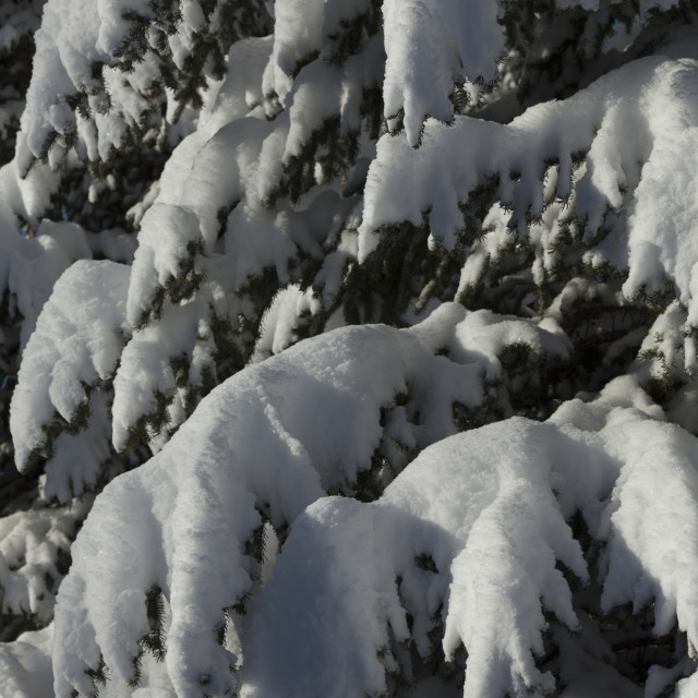 "Snow Covered Tree Branches" stock image