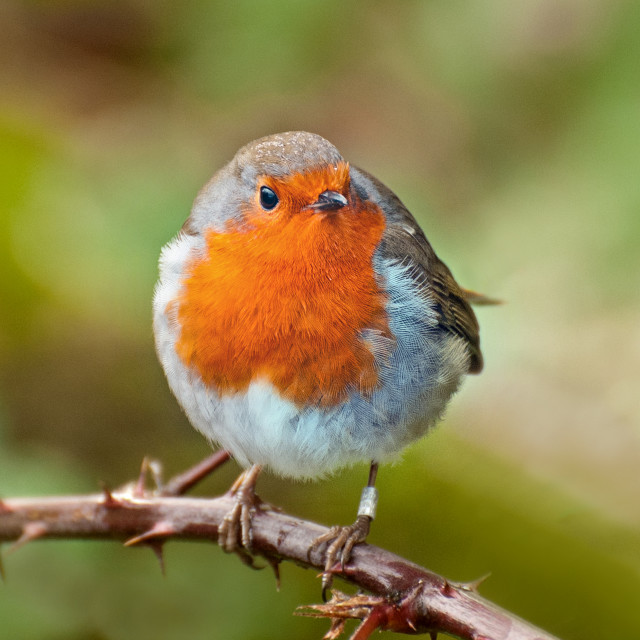 "Gardeners friend" stock image
