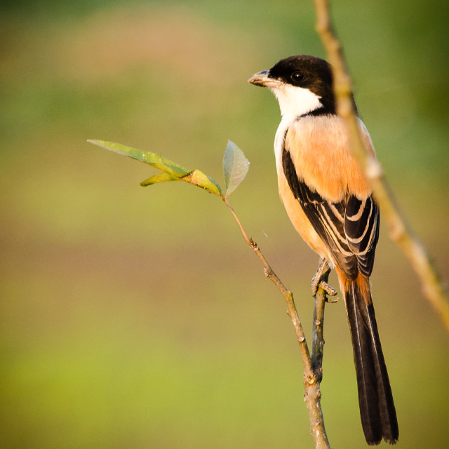 "Long-tailed Shrike" stock image