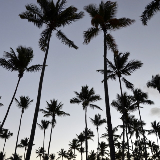 "Palm Tree Forest" stock image