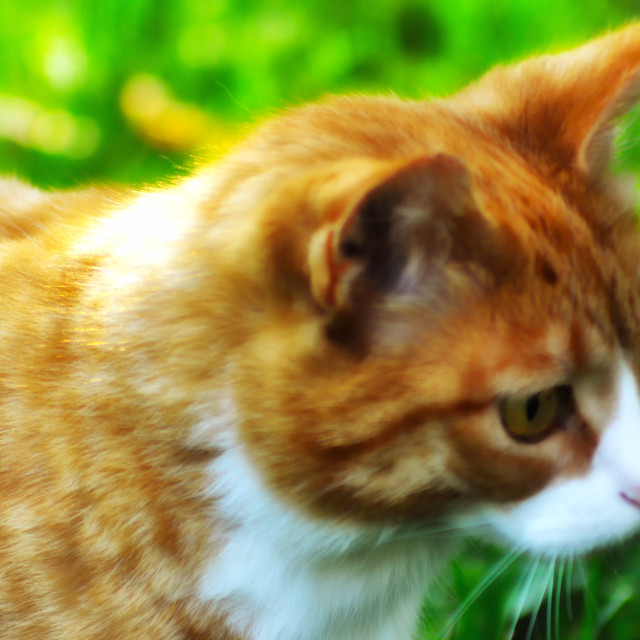 "Tabby Cat" stock image