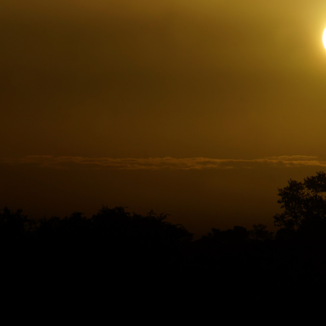 "Giraffe in sunset" stock image