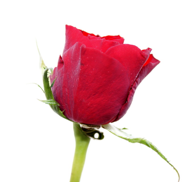 "Red Rose" stock image