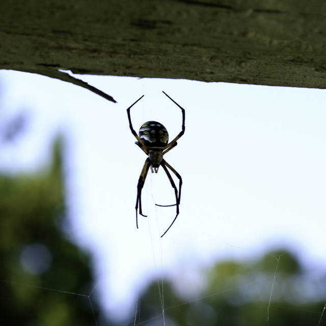 "spider on wood" stock image